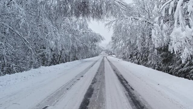 The road in forest after snowstorm. Trees with droopy branches near the road. Plateliai, Lithuania.