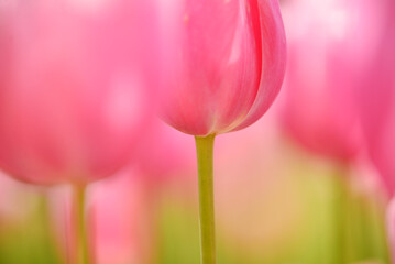 ピンク色のチューリップと前ボケ