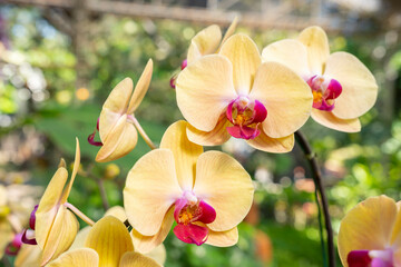 Obraz premium The yellow Orchid in nature farm.