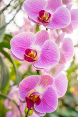 A closeup view of a pink mottled Phalaenopsis orchid plant.