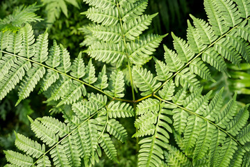 The High angle view of fresh green fern leaves in springtime.