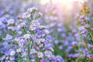 The Purple margaret flower blooming with sunlight in the garden