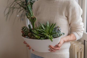 Person holding potted plant. Hands of a woman holding a pot with different types of cacti. Woman in...