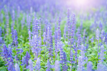 Obraz premium The closeup of blue sage flowers in bloom growing in herbal garden