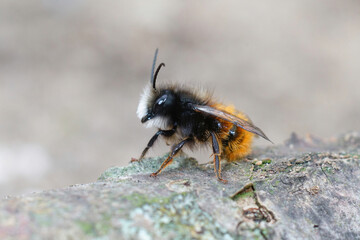 Lateral closeup of a male horned mason orchard bee, Osmia cornuta sitting up on a piece of wood in the garden