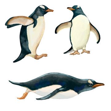 Illustration of funny penguins isolated on white background. High quality illustration