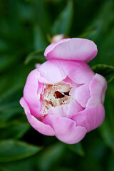 Paeonia officinalis or common garden peony pink flower in the garden design.
