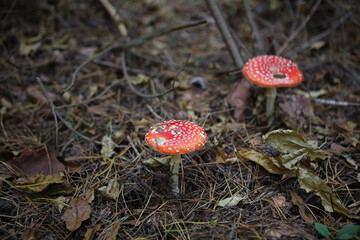 Fly agaric - Amanita muscaria, red mushroom, Poland