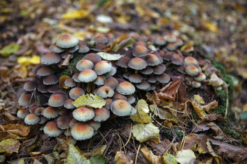 Poisonous mushrooms in the forest, Poland