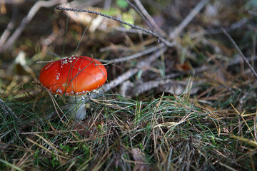 Fly agaric - Amanita muscaria, red mushroom, Poland