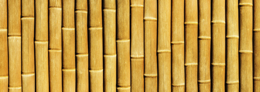 Yellow bamboo sticks pattern. Panoramic bamboo background. Natural wooden plant pipes texture. Website header long view. Japanese Zen ornament.