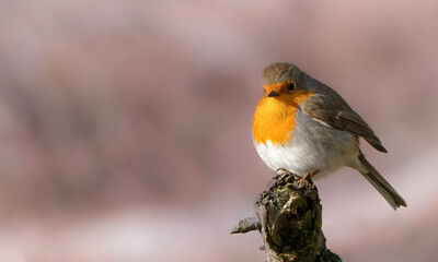 robin on a branch with a shallow background watching his surroundings