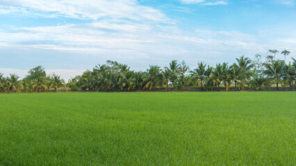 Rice field saplings with coconut grove landscape and bright sky background in countryside Thailand.