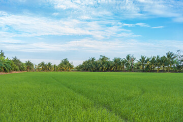 Fototapeta premium Rice field saplings with coconut grove landscape and bright sky background in countryside Thailand.