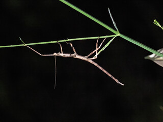 Night shot of a grasshopper that merges with a thin twig. Madagascar