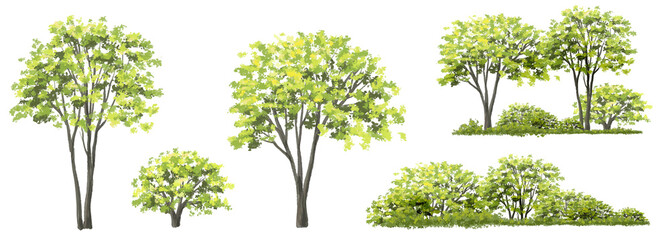 Vector watercolor tree side view isolated on white background for landscape and architecture drawing, elements for environment and garden,botanical elements for section in spring 