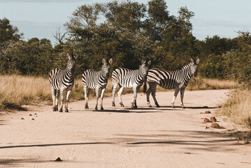 Fototapeta na wymiar 4 Zebras