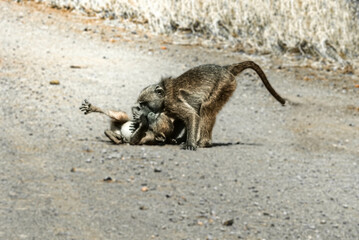 spielende Babyaffen aus Südafrika