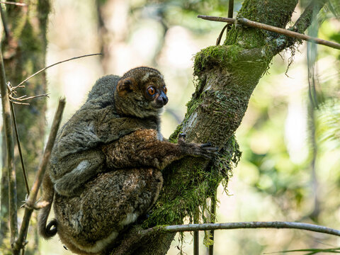 Peyri&eacute;ras' Woolly, Avahi peyrierasi, female with young. Ranomafana National Park. Madagascar wildlife
