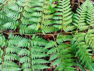 Green fern petals. Close up of fern leaf naturally growing in the  garden. Fern on the background of green plants.