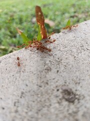 Red ants in the garden
