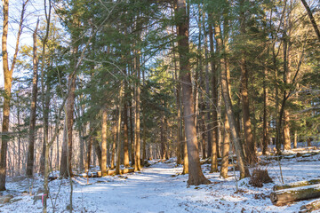 winter season in the woods, hiking trail, winter activity theme.