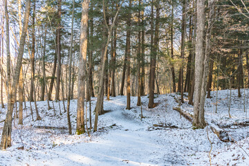 Naklejka premium winter season in the woods, hiking trail, winter activity theme.