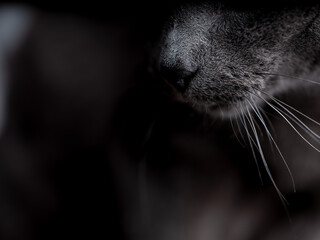 Russian Blue Face Cat Detail