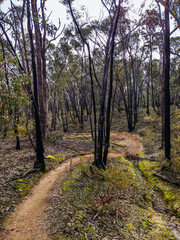 Castlemaine Bike Trails in Australia