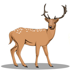 Deer vector illustration for printing