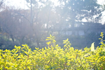 東福寺の庭の植物