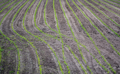 Corn emerging in the field. Small corn plants, saturated green in color. Moist and fertile soil in the field.