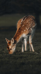 Portrait of Fawn grazzing at Richmond Park London