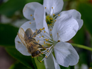 bee on a flower