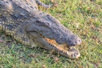 Obraz premium Krokodil