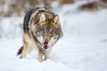European wolf Canis Lupus in natural habitat. Wild life. Timber wolf in snowy winter forest.