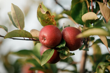 Many colorful red ripe juicy apples on a branch in the garden ready for harvest in autumn. Apple orchard