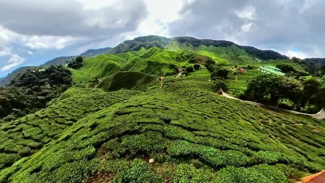 View from the sky of the tea fields in the Cameron Highlands of Malaysia. Boasting the most high-quality tea leaves and magnificent scenery. Hills and tea shrubs spread across many acres of land.