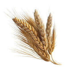 wheat ears isolated on white