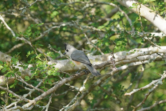 Black-crested Titmouse in Ebony Tree
