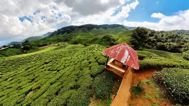 Enjoy stunning aerial view of Malaysian Cameron Highlands tea fields. With its incredible tea leaves and remarkable landscape, this area has hundreds of acres of hills and vibrant tea plants.