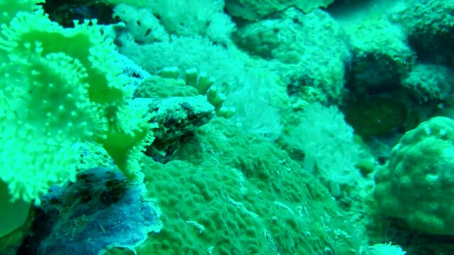 coral reef with lizard fish