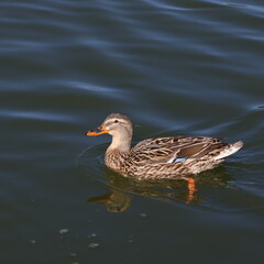 Fototapeta premium Mallard ducks on a small pond in PA