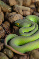 Viper snake green or asian pit venomous viper close up and Macro snake skin scales on a small stone in nature.