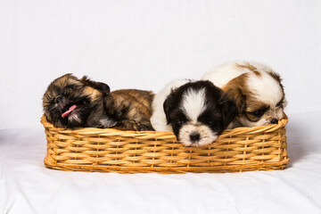 3 small newborn puppies sleep in a basket 