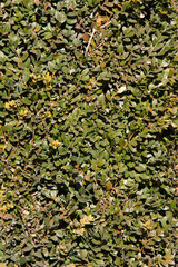 green background