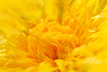 Dandelion, Close up of yellow flower