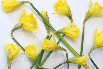 Den Helder, Netherlands. February 2023. Yellow daffodils on a black background.