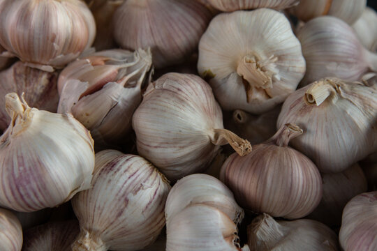 garlic 
