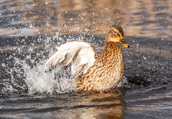 Female Mallard Splashing